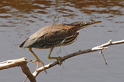 [Heron is walking from left to right along a bare tree branch just above the water. The back foot is completely spread because the heron just took a step and one sharp talon at the end of the yellow toe is visible against the solid background color of the water. This heron has quite a bit of white striping on its chest as well as rust coloring along its back which are the indications it is a juvenile.]